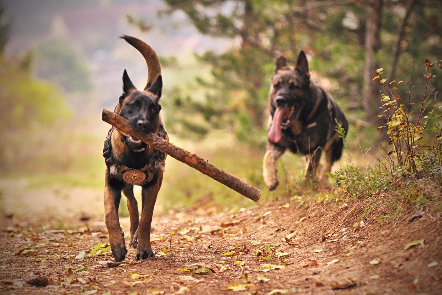 What Are the Most Loyal Dog Breeds? - Pawz