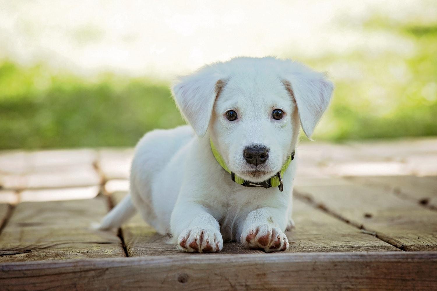 How Long Does It Take To Potty Train a Puppy? - Pawz