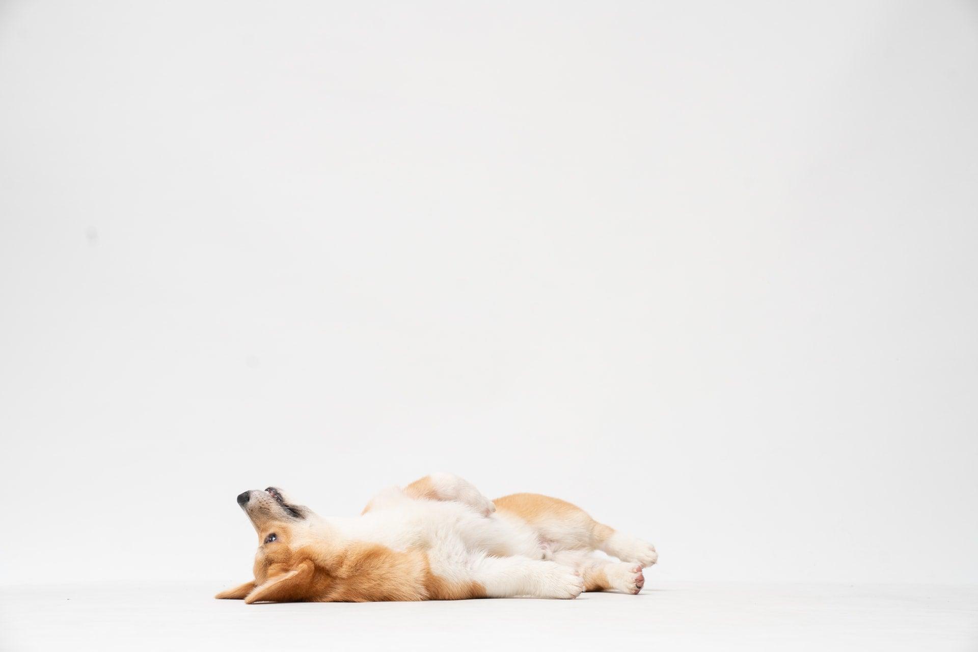 How To Tell if You Have a Bored Dog - Pawz